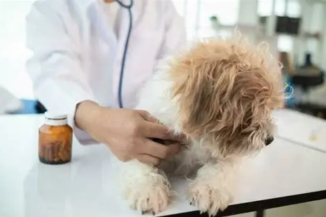 心絲蟲藥餵食技巧