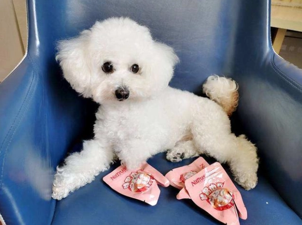 狗前庭神經炎針灸 狗前庭神經炎針灸