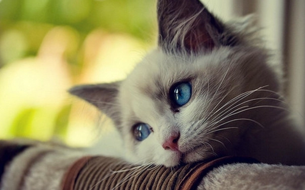 貓咪心絲蟲藥何時吃 貓咪心絲蟲藥何時吃