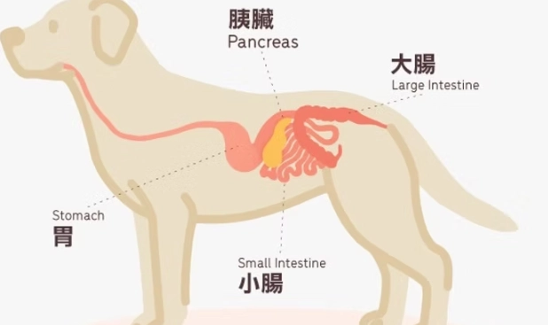 胰臟炎脫水治療