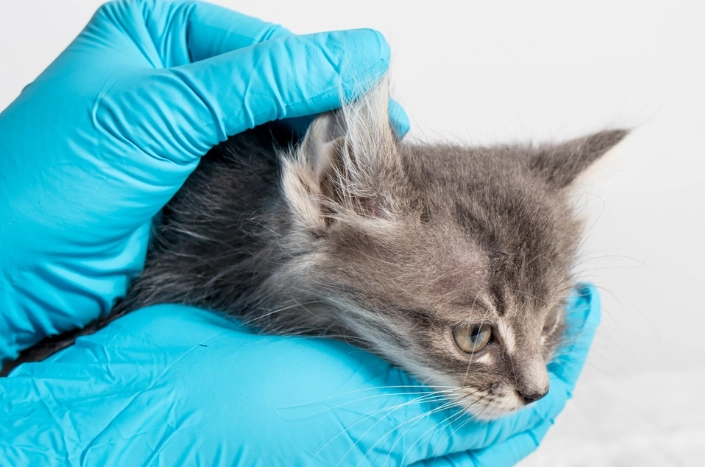 貓咪皮膚病傳染 貓咪皮膚病傳染