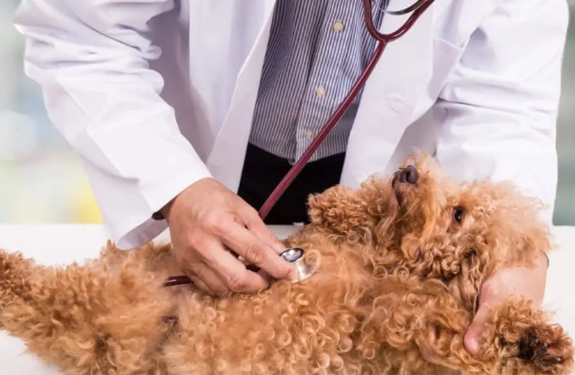心絲蟲藥餵食技巧