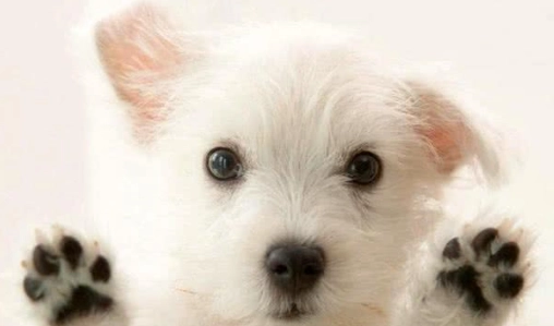 寵物寄生蟲處理