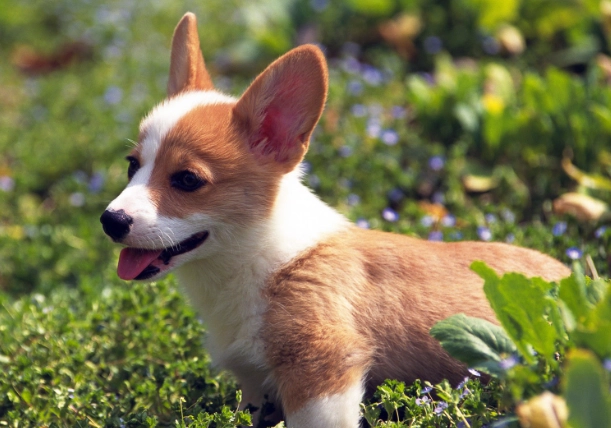 寵物心絲蟲藥過量