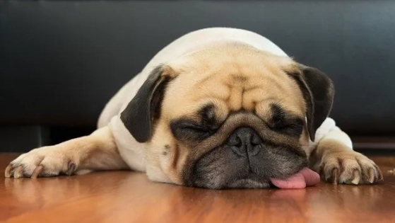 狗狗睡覺抽搐原因