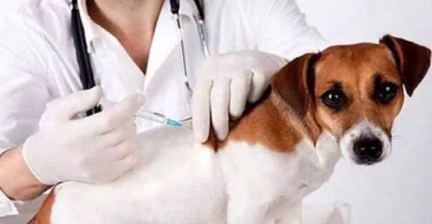 心絲蟲治療副作用