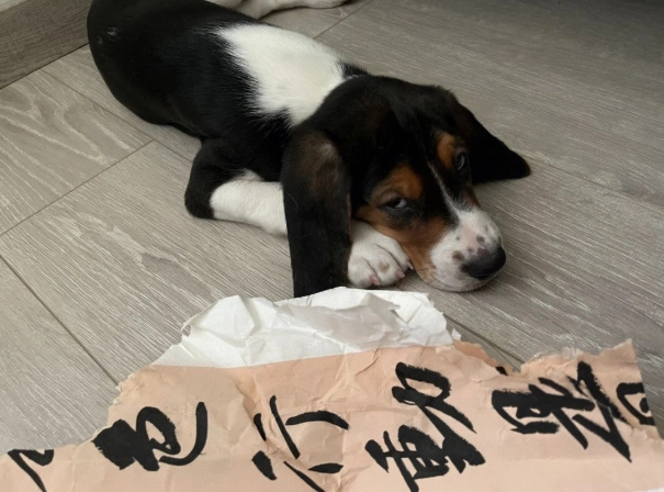 犬前庭神經炎治療