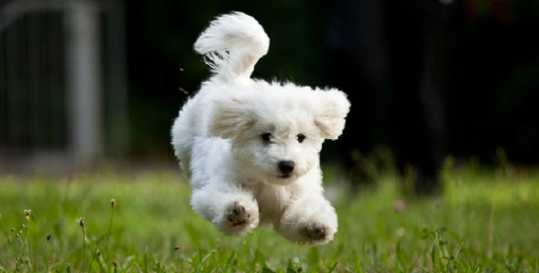 神經炎狗狗護理 神經炎狗狗護理