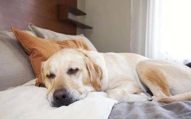 狗狗失智症症狀