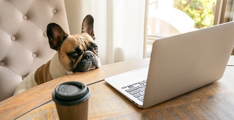 短鼻犬呼吸問題