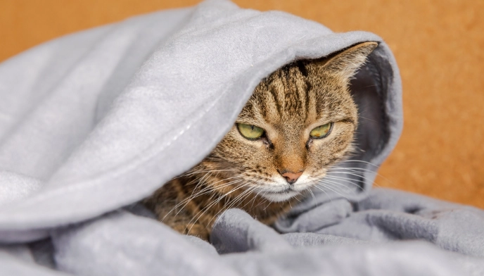 貓狗疾病交叉感染