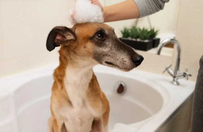 狗狗過敏治療方法 狗狗過敏治療方法