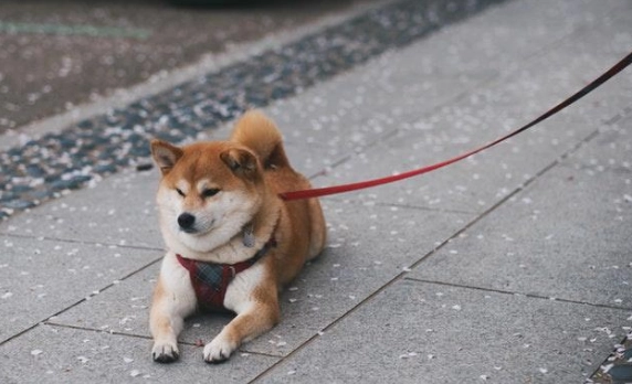 寵物皮膚病治療