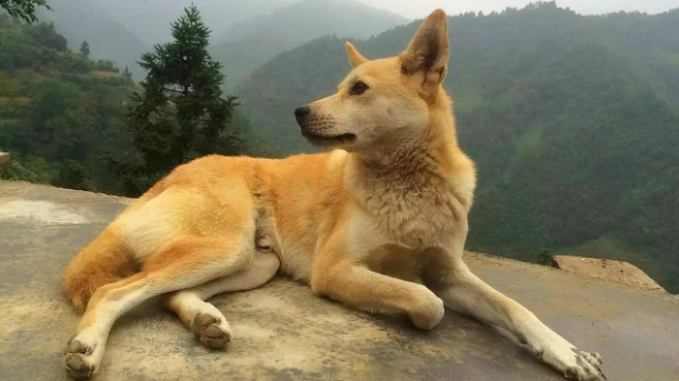 狗前庭神經炎症狀