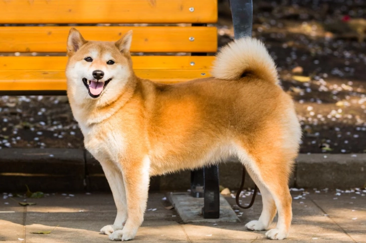 狗狗不搖尾巴原因