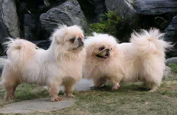 狗狗認知功能障礙