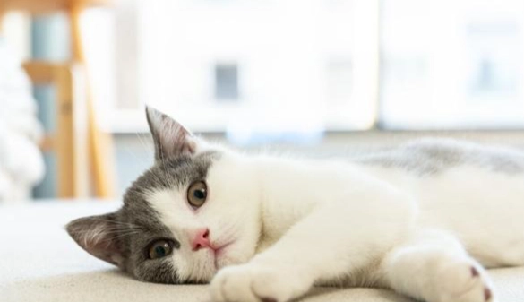 寵物安樂死決策