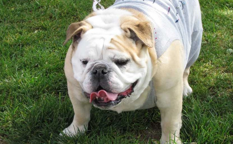 短鼻犬呼吸問題