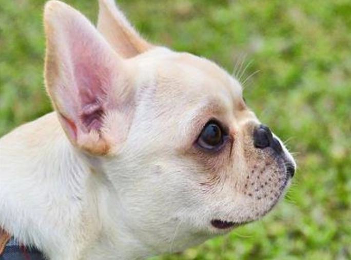 狗狗軟顎過長手術價格