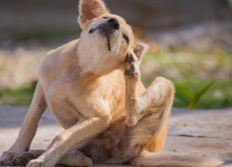 寵物寄生蟲處理