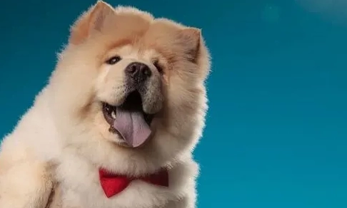 如何知道狗狗愛你