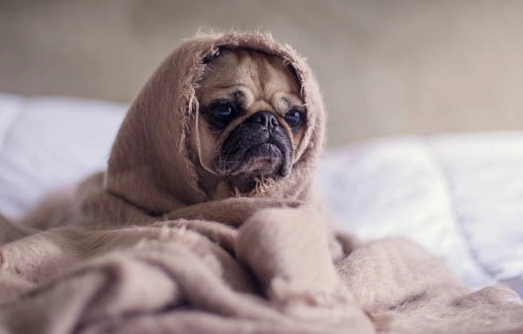 狗狗皮膚變黑原因