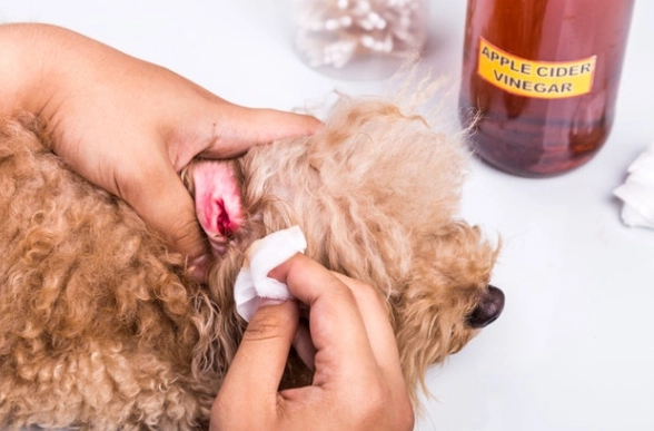 幼犬洗澡注意事項 幼犬洗澡注意事項