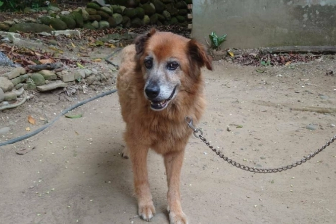 寵物安樂死標準