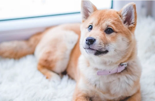 狗狗失智症