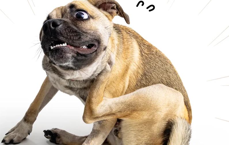 狗虱子治療方法