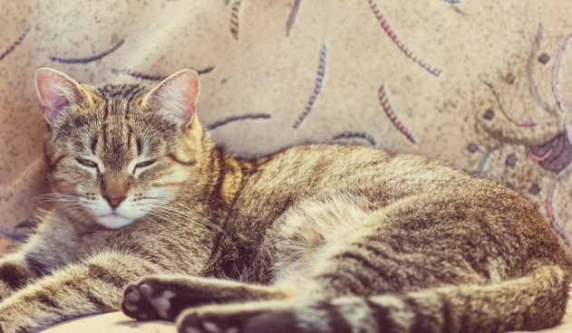 香港貓全口拔牙手術費用