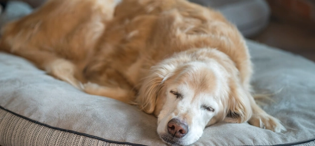 狗狗安樂死時機