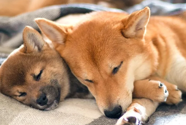 寵物皮膚色素沉澱