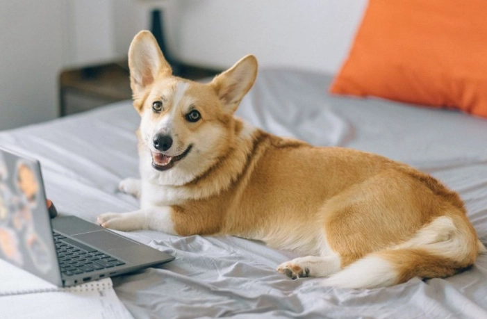 心絲蟲藥副作用處理