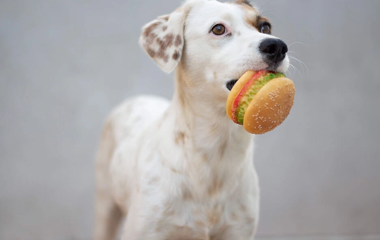 狗狗記憶力訓練