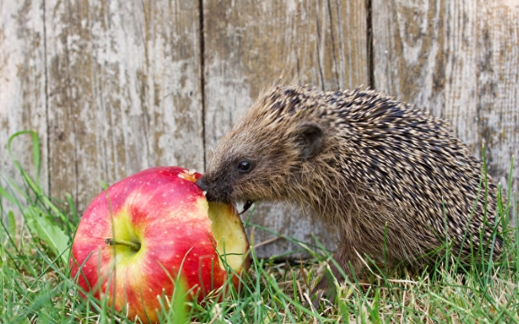 刺蝟籠清潔 刺蝟籠清潔