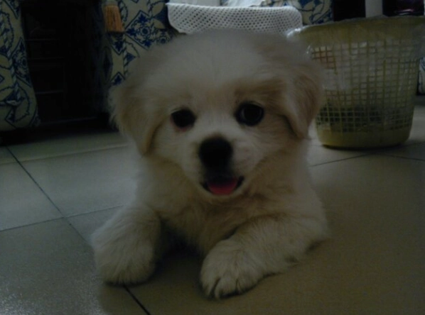 犬前庭神經炎治療