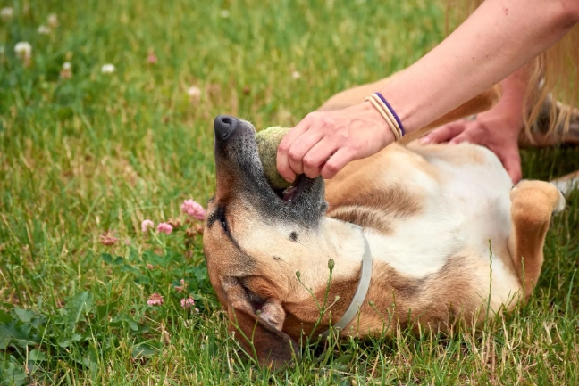狗皮膚過敏症狀 狗皮膚過敏症狀