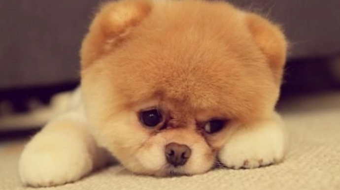 狗狗平衡失調治療