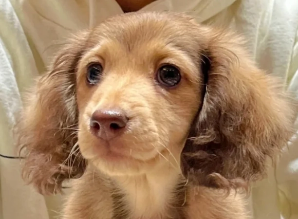 臘腸狗癱瘓原因