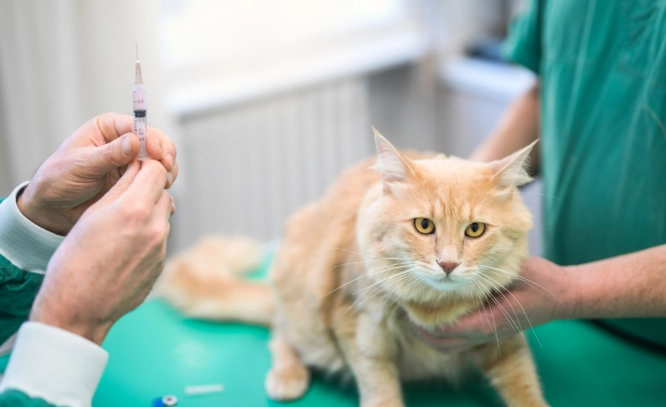 貓癲癇檢查費用