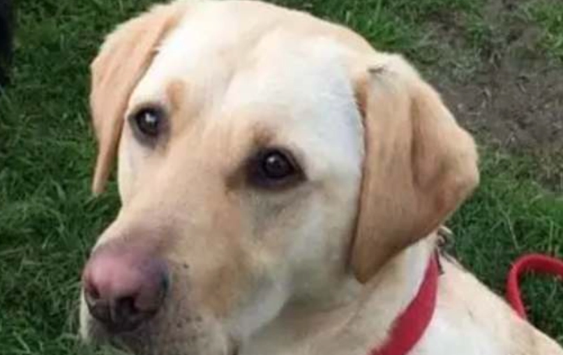 犬隻黑色素瘤成因