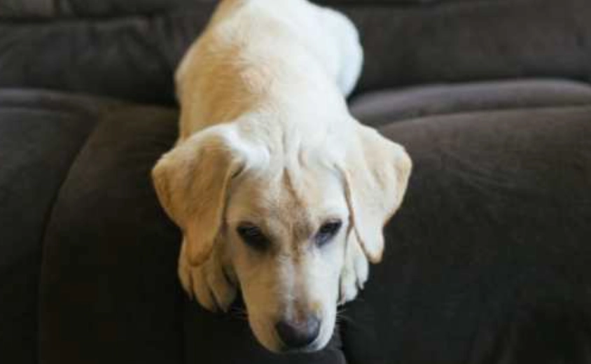 狗狗平衡失調治療