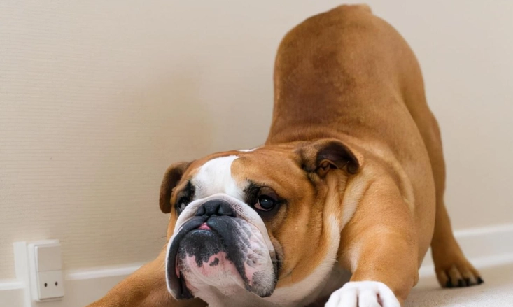 狗背部拱起原因 狗背部拱起原因