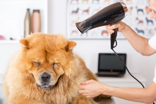 幼犬洗澡步驟 幼犬洗澡步驟