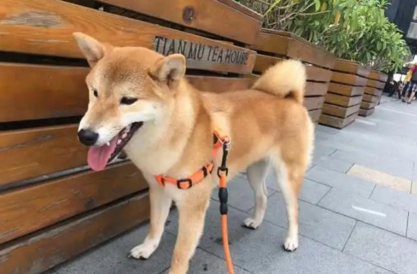 老年狗飲食管理