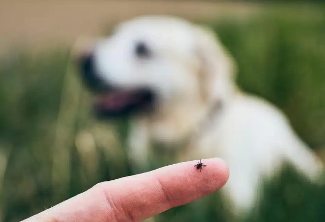 狗虱子咬人症狀