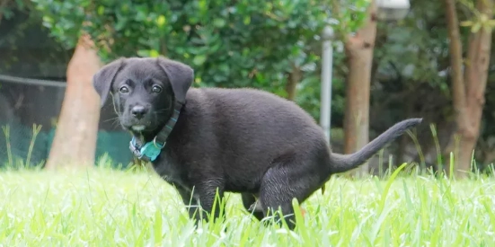 寵物寄生蟲藥副作用