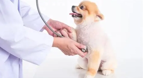 犬心寶不良反應