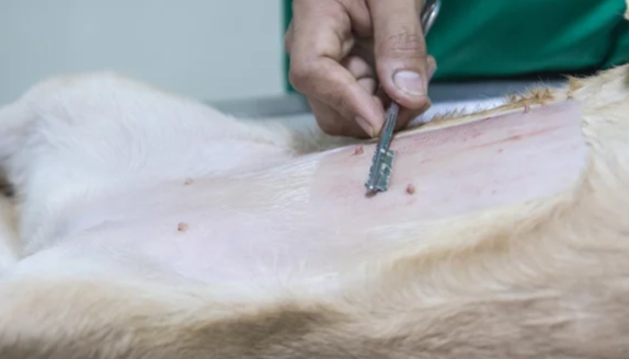 如何預防心絲蟲